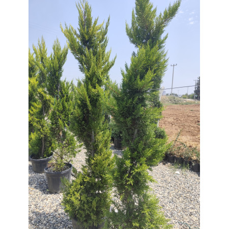 Toprak Botanik Peyzaj Ürünleri