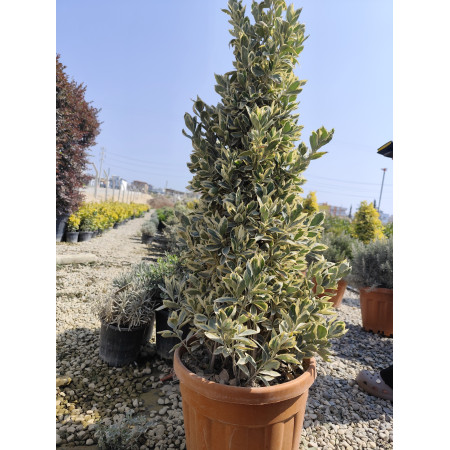 Toprak Botanik Peyzaj Ürünleri