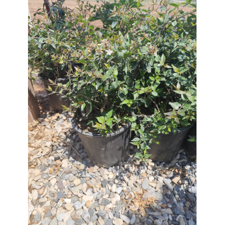 Toprak Botanik Peyzaj Ürünleri