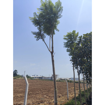 Toprak Botanik Peyzaj Ürünleri