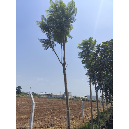 Toprak Botanik Peyzaj Ürünleri