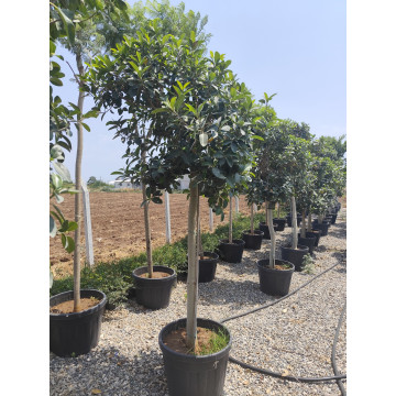 Toprak Botanik Peyzaj Ürünleri