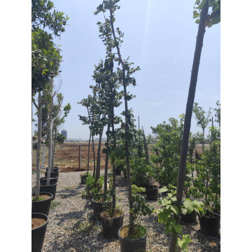 Toprak Botanik Peyzaj Ürünleri