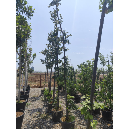 Toprak Botanik Peyzaj Ürünleri