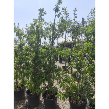 Toprak Botanik Peyzaj Ürünleri