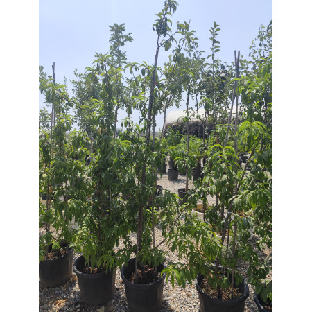 Toprak Botanik Peyzaj Ürünleri