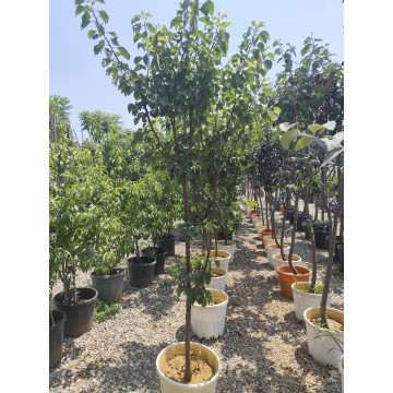 Toprak Botanik Peyzaj Ürünleri