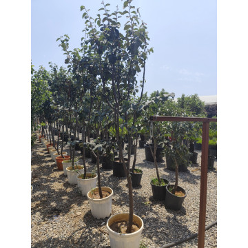 Toprak Botanik Peyzaj Ürünleri