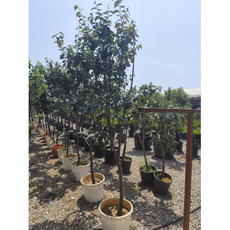 Toprak Botanik Peyzaj Ürünleri