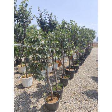 Toprak Botanik Peyzaj Ürünleri