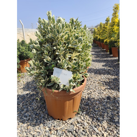 Toprak Botanik Peyzaj Ürünleri