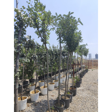 Toprak Botanik Peyzaj Ürünleri