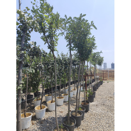 Toprak Botanik Peyzaj Ürünleri