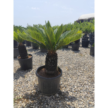 Toprak Botanik Peyzaj Ürünleri