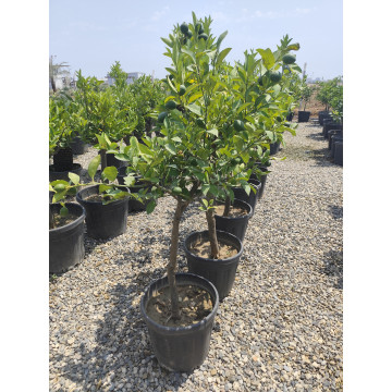 Toprak Botanik Peyzaj Ürünleri