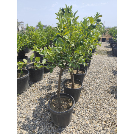 Toprak Botanik Peyzaj Ürünleri