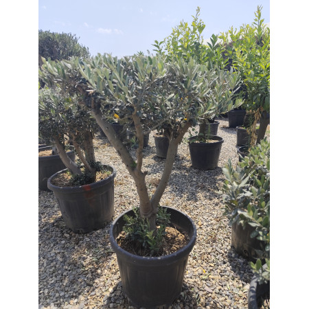 Toprak Botanik Peyzaj Ürünleri