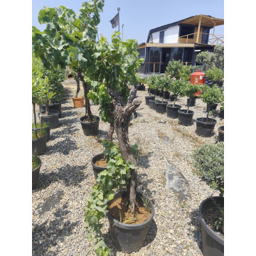 Toprak Botanik Peyzaj Ürünleri