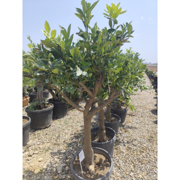 Toprak Botanik Peyzaj Ürünleri