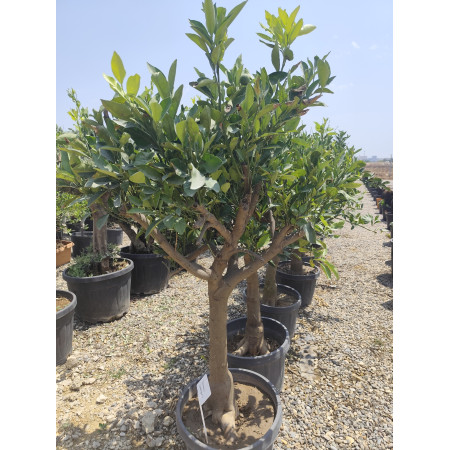 Toprak Botanik Peyzaj Ürünleri