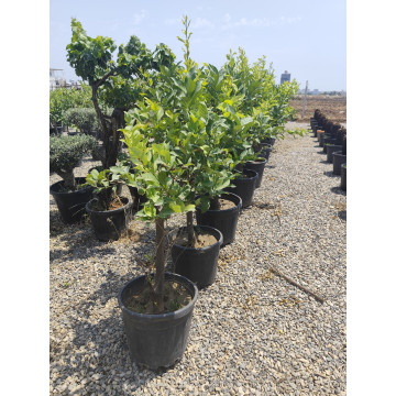 Toprak Botanik Peyzaj Ürünleri