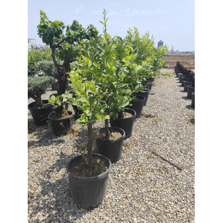 Toprak Botanik Peyzaj Ürünleri