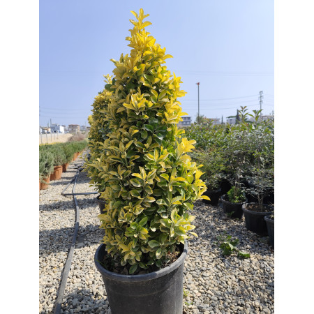 Toprak Botanik Peyzaj Ürünleri