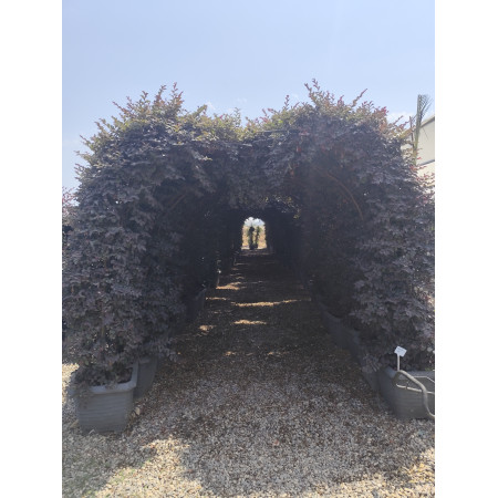 Toprak Botanik Peyzaj Ürünleri