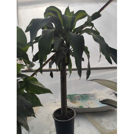 Toprak Botanik Peyzaj Ürünleri