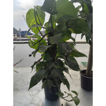 Toprak Botanik Peyzaj Ürünleri