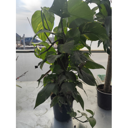 Toprak Botanik Peyzaj Ürünleri