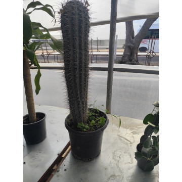 Toprak Botanik Peyzaj Ürünleri