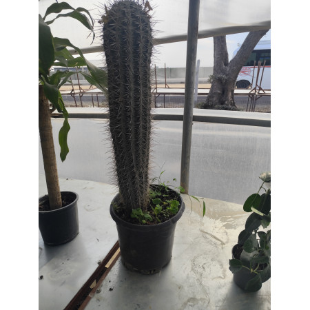 Toprak Botanik Peyzaj Ürünleri