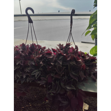 Toprak Botanik Peyzaj Ürünleri