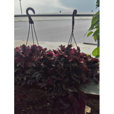 Toprak Botanik Peyzaj Ürünleri