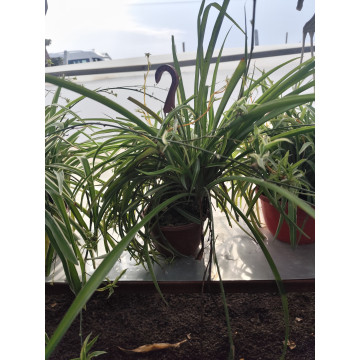 Toprak Botanik Peyzaj Ürünleri