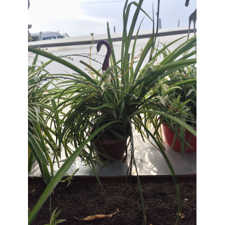 Toprak Botanik Peyzaj Ürünleri