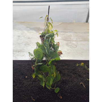 Toprak Botanik Peyzaj Ürünleri