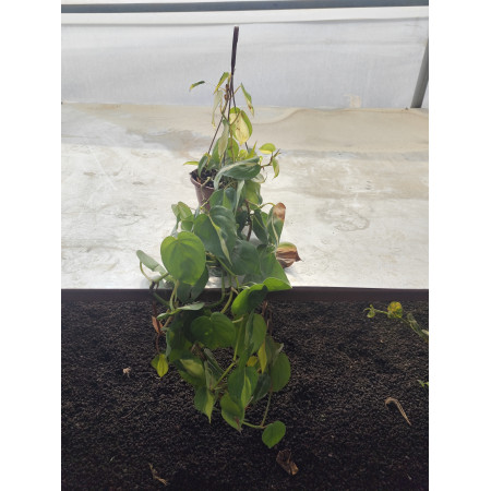 Toprak Botanik Peyzaj Ürünleri