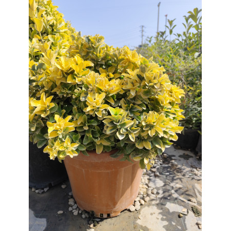 Toprak Botanik Peyzaj Ürünleri