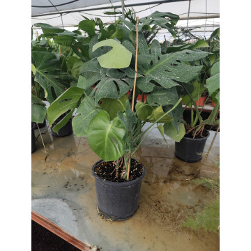 Toprak Botanik Peyzaj Ürünleri