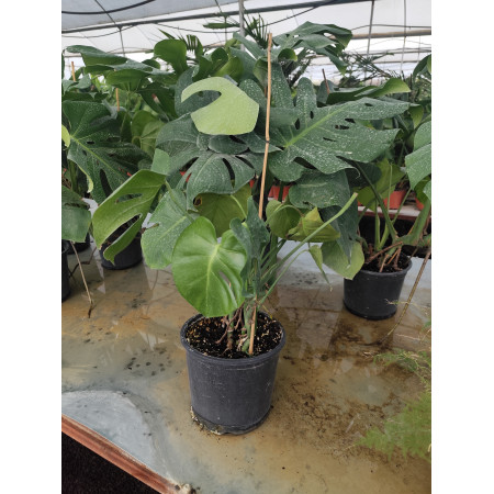 Toprak Botanik Peyzaj Ürünleri