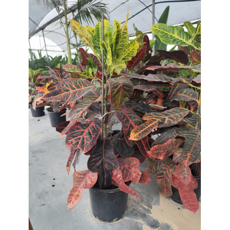 Toprak Botanik Peyzaj Ürünleri