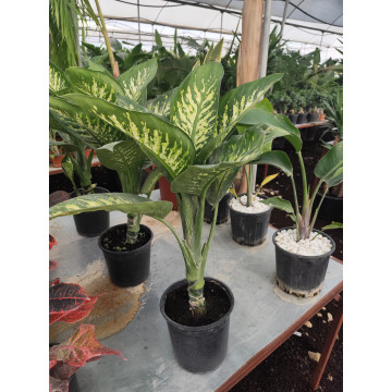 Toprak Botanik Peyzaj Ürünleri