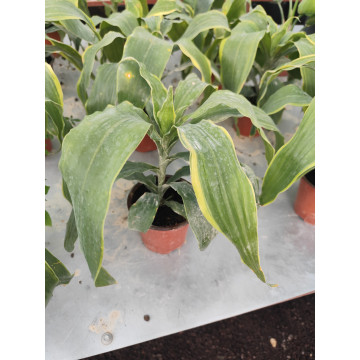 Toprak Botanik Peyzaj Ürünleri