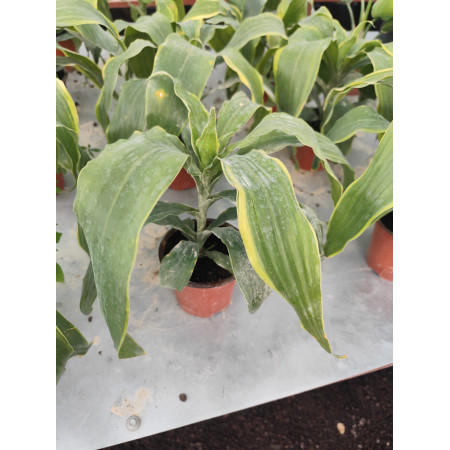 Toprak Botanik Peyzaj Ürünleri