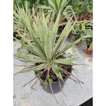 Toprak Botanik Peyzaj Ürünleri