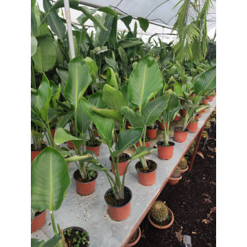 Toprak Botanik Peyzaj Ürünleri