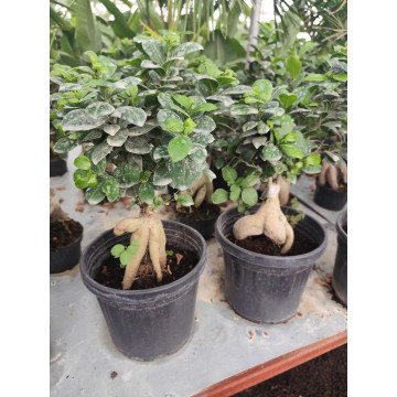 Toprak Botanik Peyzaj Ürünleri