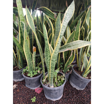 Toprak Botanik Peyzaj Ürünleri